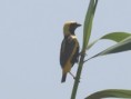 /album/photogallery/yellow-crowned-golden-bishop-jpg/